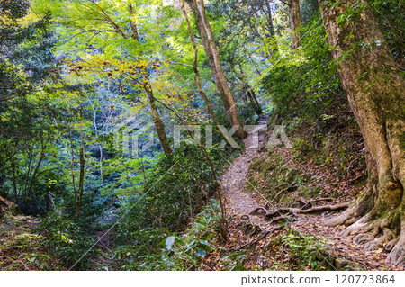Mount Takao Biwataki Course (Route 6) Hiking trail from the second bridge to the stepping stone bridge Late November Mount Takao Biwataki Course (Route 6) Hiking trail from the second bridge to the stepping stone bridge Late November 120723864