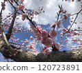 Plum blossoms in the blue sky 120723891