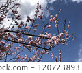 Cherry blossoms in full bloom shining in the blue sky 120723893