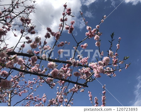 Cherry blossoms in full bloom shining in the blue sky 120723893