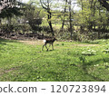 Deer eating grass 120723894