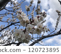 Cherry blossoms in full bloom shining in the blue sky 120723895