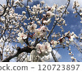 White plum shining in the blue sky 120723897
