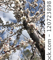 Plum blossoms starting to bloom 120723898