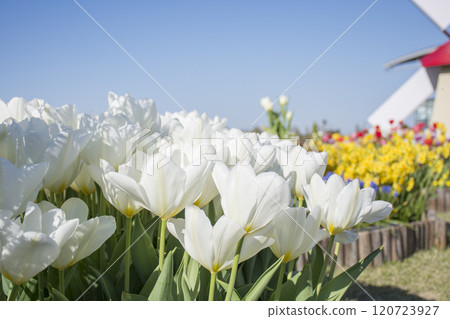 藍天中的白色鬱金香 120723927