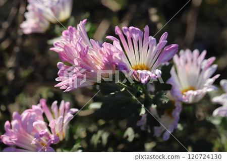粉紅色的噴霧 giku 花盛開在秋天的花園裡 120724130