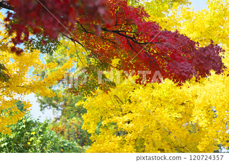 Autumn at Sakaigawa PA 120724357