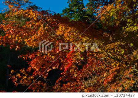 Autumn leaves of Ontake Valley 120724487