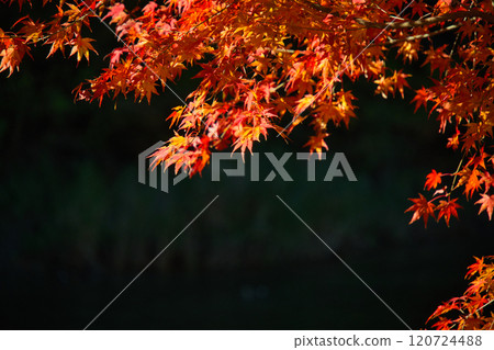 Ontake谷秋葉 120724488