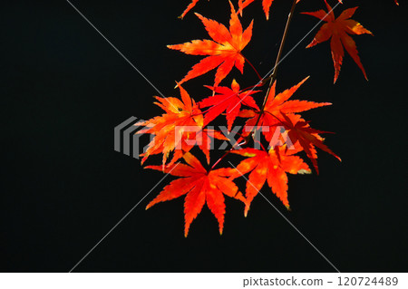 Autumn leaves of Ontake Valley 120724489