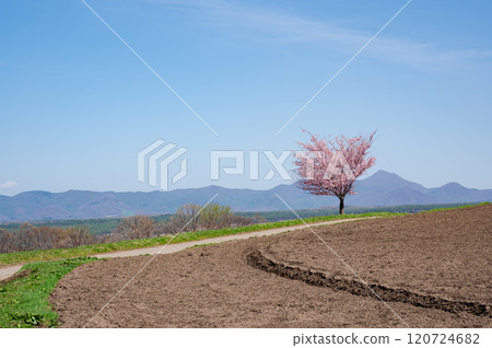 A single cherry tree in the fields of Tsumagoi Village A single cherry tree in the fields of Tsumagoi Village 120724682
