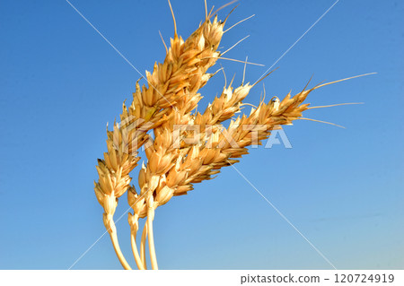Ripe ears of wheat are yellow. 120724919