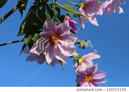 Pink Emperor Dahlia (Dahlia officinalis) flower blooming in an autumn garden Pink Emperor Dahlia (Dahlia officinalis) flower blooming in an autumn garden 120725156