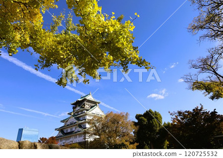 Clear autumn, Osaka Castle with autumn leaves, high and fat autumn sky, ginkgo trees, gingko trees, Naniwa is just a dream within a dream, willows and autumn leaves, castle under blue sky Clear autumn, Osaka Castle with autumn leaves, high and fat autumn sky, ginkgo trees, gingko trees, Naniwa is just a dream within a dream, willows and autumn leaves, castle under blue sky 120725532
