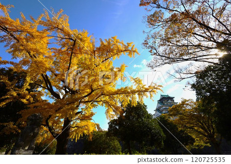 Clear autumn, Osaka Castle with autumn leaves, high and fat autumn sky, ginkgo trees, gingko trees, Naniwa is just a dream within a dream, willows and autumn leaves, castle under blue sky Clear autumn, Osaka Castle with autumn leaves, high and fat autumn sky, ginkgo trees, gingko trees, Naniwa is just a dream within a dream, willows and autumn leaves, castle under blue sky 120725535
