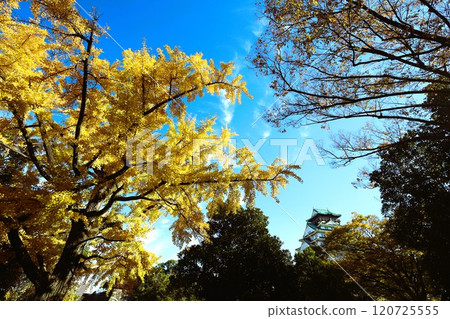 秋高氣爽的一天，大阪城落葉秋色，秋天的天空高高掛起，銀杏樹，銀杏樹，浪速樹美夢成真，柳樹，秋葉，藍天上的城堡。 120725555