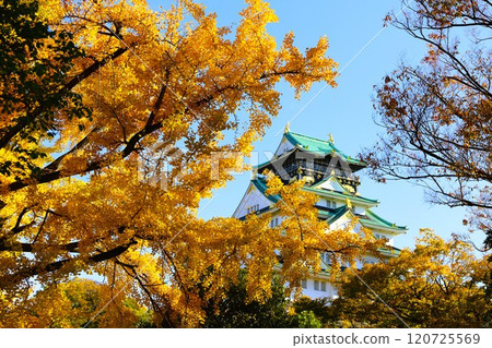 Clear autumn, Osaka Castle with autumn leaves, high and fat autumn sky, ginkgo trees, gingko trees, Naniwa is just a dream within a dream, willows and autumn leaves, castle under blue sky 120725569