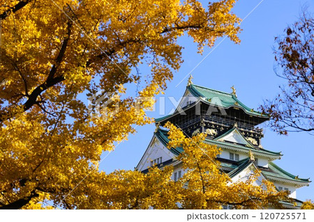 秋高氣爽的一天，大阪城落葉秋色，秋天的天空高高掛起，銀杏樹，銀杏樹，浪速樹美夢成真，柳樹，秋葉，藍天上的城堡。 120725571