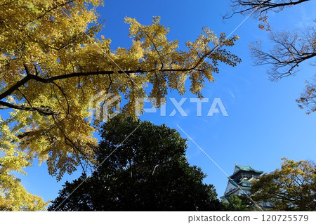 Clear autumn, Osaka Castle with autumn leaves, high and fat autumn sky, ginkgo trees, gingko trees, Naniwa is just a dream within a dream, willows and autumn leaves, castle under blue sky Clear autumn, Osaka Castle with autumn leaves, high and fat autumn sky, ginkgo trees, gingko trees, Naniwa is just a dream within a dream, willows and autumn leaves, castle under blue sky 120725579