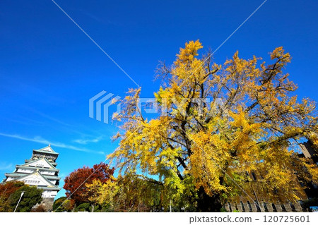 Clear autumn, Osaka Castle with autumn leaves, high and fat autumn sky, ginkgo trees, gingko trees, Naniwa is just a dream within a dream, willows and autumn leaves, castle under blue sky Clear autumn, Osaka Castle with autumn leaves, high and fat autumn sky, ginkgo trees, gingko trees, Naniwa is just a dream within a dream, willows and autumn leaves, castle under blue sky 120725601