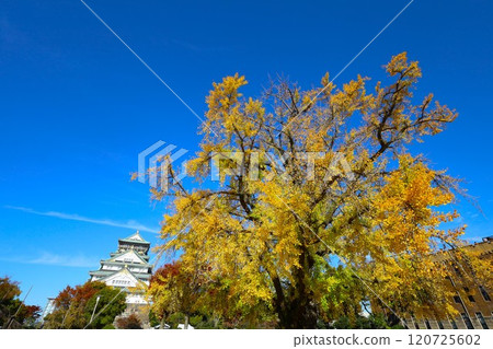 Clear autumn, Osaka Castle with autumn leaves, high and fat autumn sky, ginkgo trees, gingko trees, Naniwa is just a dream within a dream, willows and autumn leaves, castle under blue sky Clear autumn, Osaka Castle with autumn leaves, high and fat autumn sky, ginkgo trees, gingko trees, Naniwa is just a dream within a dream, willows and autumn leaves, castle under blue sky 120725602