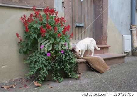 Colmar, France: Streets and cats Colmar, France: Streets and cats 120725796