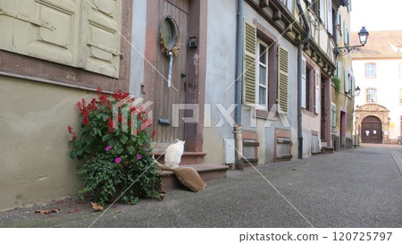 Colmar, France: Streets and cats 120725797