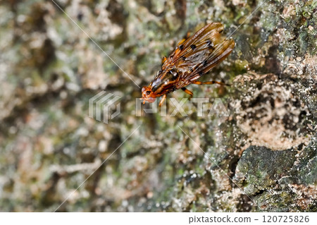 Becky fly Becky fly 120725826