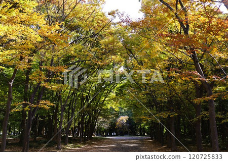 Clear autumn, Osaka Castle with autumn leaves, high and fat autumn sky, ginkgo trees, gingko trees, Naniwa is just a dream within a dream, willows and autumn leaves, castle under blue sky Clear autumn, Osaka Castle with autumn leaves, high and fat autumn sky, ginkgo trees, gingko trees, Naniwa is just a dream within a dream, willows and autumn leaves, castle under blue sky 120725833