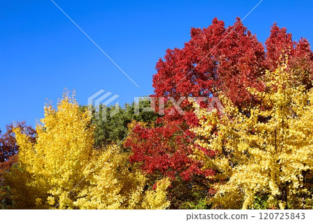 Clear autumn, Osaka Castle with autumn leaves, high and fat autumn sky, ginkgo trees, gingko trees, Naniwa is just a dream within a dream, willows and autumn leaves, castle under blue sky Clear autumn, Osaka Castle with autumn leaves, high and fat autumn sky, ginkgo trees, gingko trees, Naniwa is just a dream within a dream, willows and autumn leaves, castle under blue sky 120725843