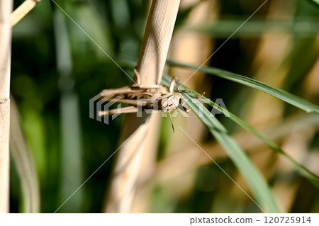 巴坦加粳稻 120725914