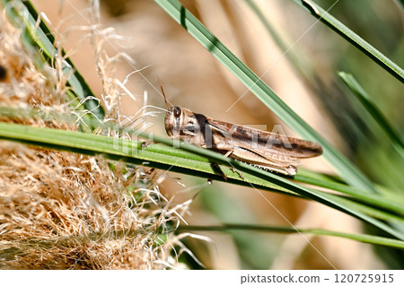 Patanga japonica 120725915