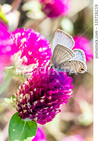 A black spotted cycad butterfly sucking nectar from a flower A black spotted cycad butterfly sucking nectar from a flower 120726219