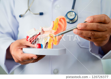 Asian doctor holding human ear model to learn and treat hearing loss in patient. 120726377