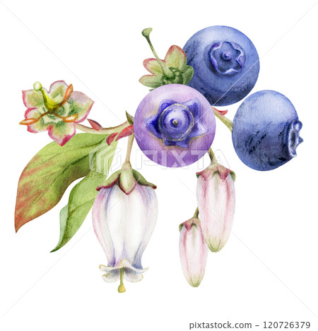 Blueberry blackberry with pink white bell flowers, ripe forest berry cluster bunch, hand drawn in watercolor. Buttonhole isolated botanical illustration. Restaurant, dessert cafe menu, farmers market Blueberry blackberry with pink white bell flowers, ripe forest berry cluster bunch, hand drawn in watercolor. Buttonhole isolated botanical illustration. Restaurant, dessert cafe menu, farmers market 120726379