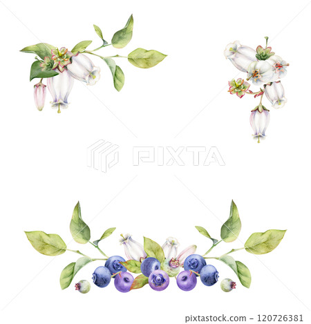 Blueberry blackberry with white pink bell flowers, hand drawn in watercolor, ripe forest berry bunch on branches. Isolated botanical garland frame illustration. Restaurant, cafe menu, farmers market Blueberry blackberry with white pink bell flowers, hand drawn in watercolor, ripe forest berry bunch on branches. Isolated botanical garland frame illustration. Restaurant, cafe menu, farmers market 120726381
