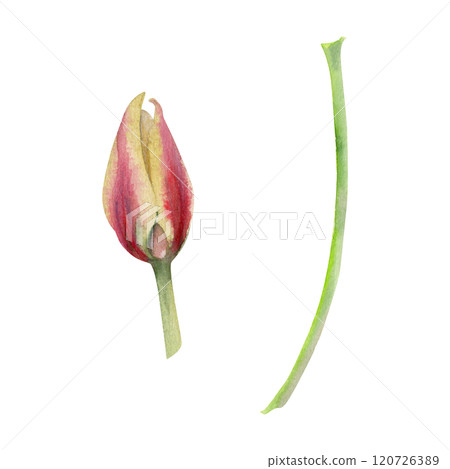 Spring bulb red and yellow tulip flower, crocus saffron with stem, botanical illustration hand drawn in watercolor, isolated on white. Single element object. Wedding bouquet, florist shop, stationery. Spring bulb red and yellow tulip flower, crocus saffron with stem, botanical illustration hand drawn in watercolor, isolated on white. Single element object. Wedding bouquet, florist shop, stationery. 120726389