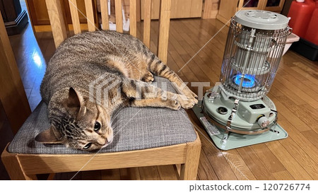 A tabby cat warming itself by the stove in a log cabin A tabby cat warming itself by the stove in a log cabin 120726774
