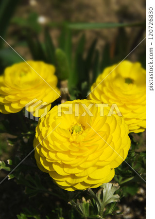 Spring March ranunculus yellow flowers Spring March ranunculus yellow flowers 120726830