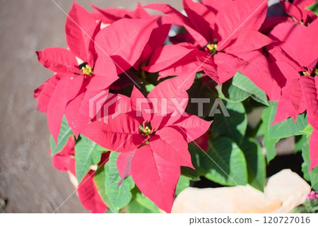Poinsettia passion in the garden Poinsettia passion in the garden 120727016