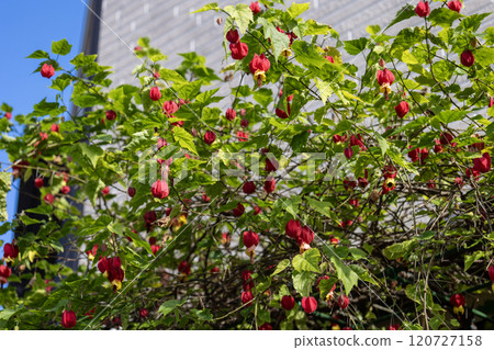 Floating Fishing Tree 120727158
