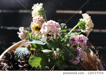 Stylish frilly viola in a pot Stylish frilly viola in a pot 120727334