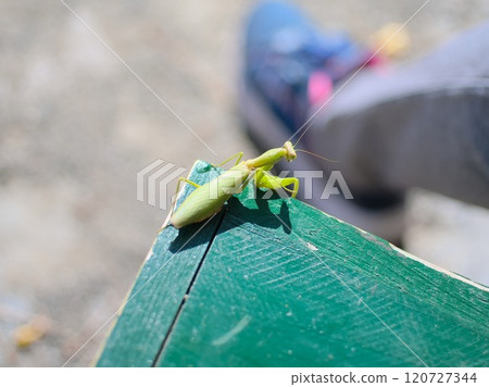 A praying mantis walking along the edge of a bench A praying mantis walking along the edge of a bench 120727344