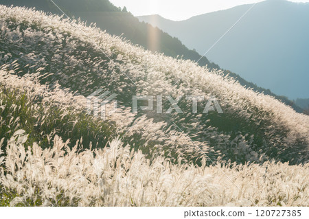 Hakone Sengokuhara Pampas Grass November Hakone Sengokuhara Pampas Grass November 120727385
