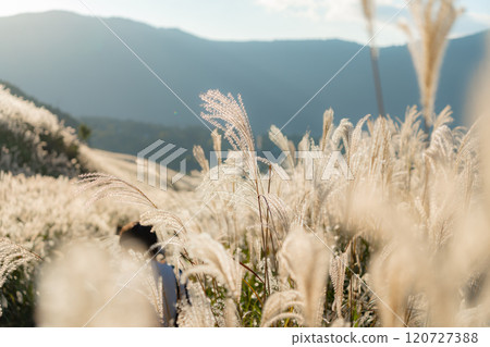 Hakone Sengokuhara Pampas Grass November 120727388