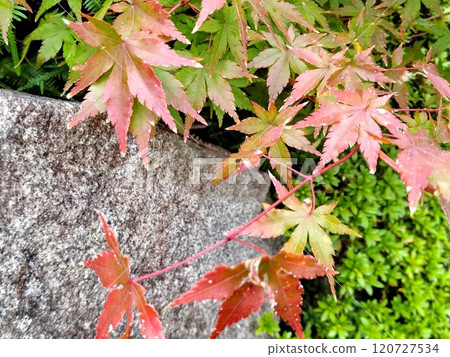 Maple leaves which turned red leaves 120727534