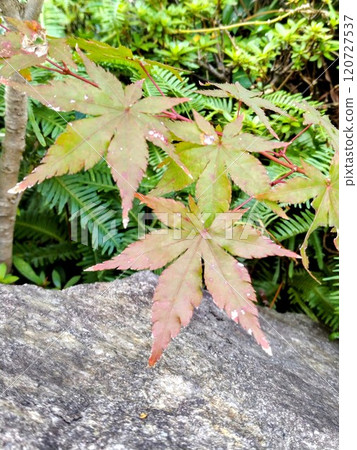 楓葉離開了紅葉 楓葉離開了紅葉 120727537