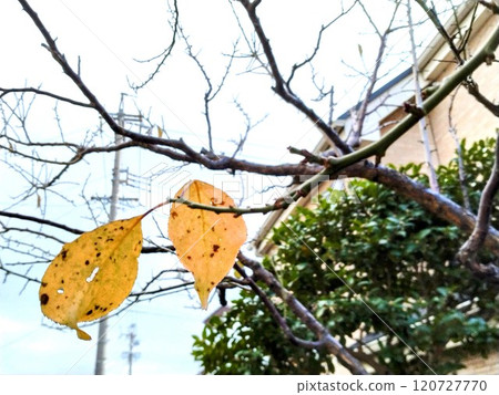 Two leaves remaining on a branch Two leaves remaining on a branch 120727770