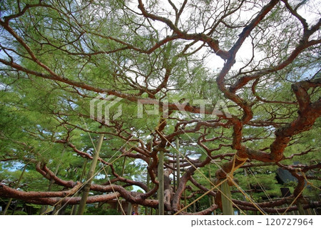 Magnificent spreading pine branches Magnificent spreading pine branches 120727964