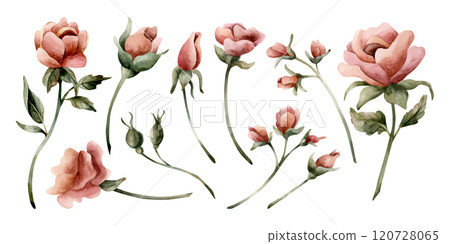 Rose flowers and buds. Dusty pink garden flowers with leaves. Set of watercolor hand painted floral isolated illustration for wedding design, home textile, porcelain crockery, cosmetic package, cards Rose flowers and buds. Dusty pink garden flowers with leaves. Set of watercolor hand painted floral isolated illustration for wedding design, home textile, porcelain crockery, cosmetic package, cards 120728065